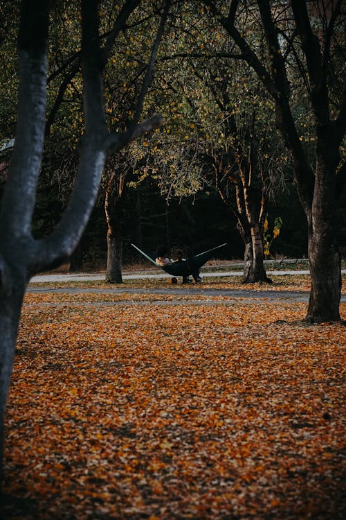 Foto profissional grátis de árvores, cores de outono, descanso