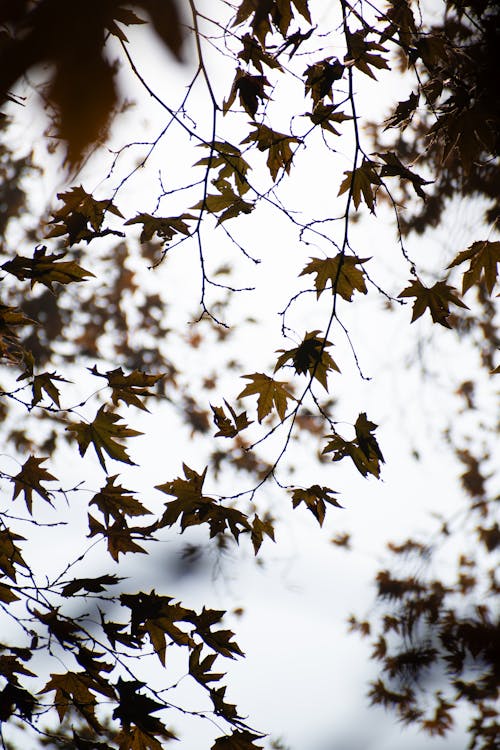 Autumnal Leaves Seen from Below