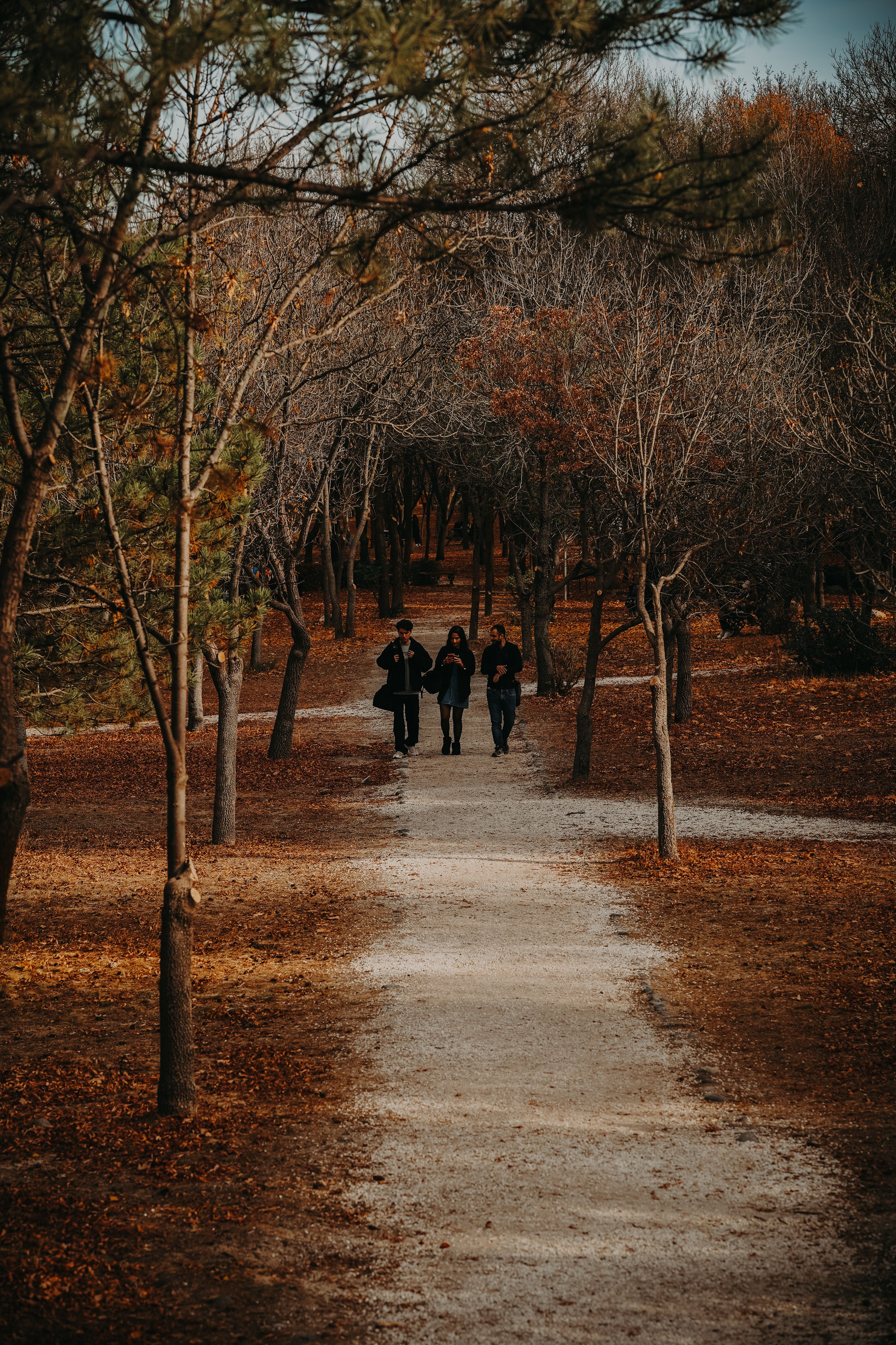 People walking down a path in the woods · Free Stock Photo