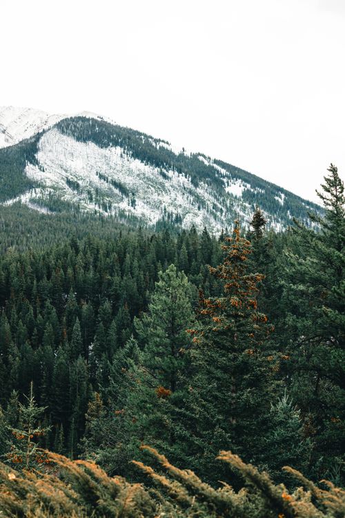 Free A breathtaking view of a snowy mountain and dense evergreen forest in Banff. Stock Photo