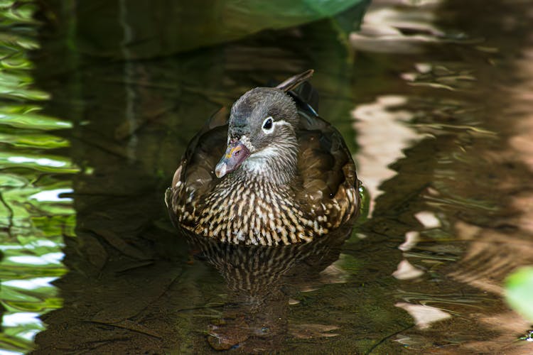 Duck Swimming In The River