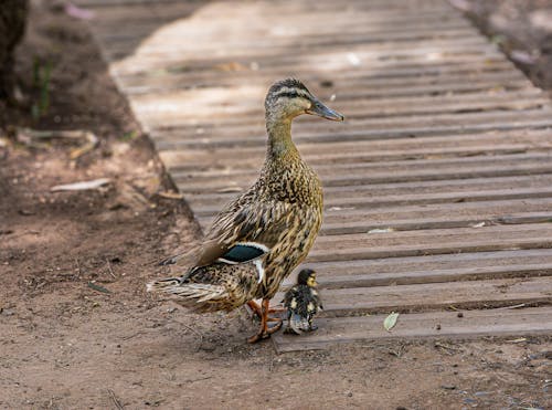 Close-up of a Rouen Duck with a Duckling 