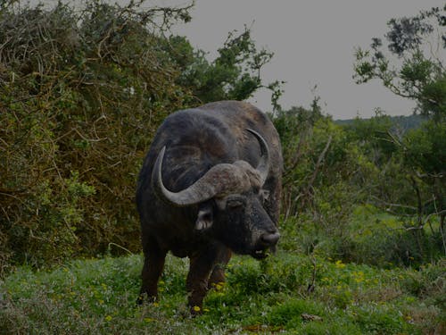 afrika bufalosu, borazanlar, çalılar içeren Ücretsiz stok fotoğraf