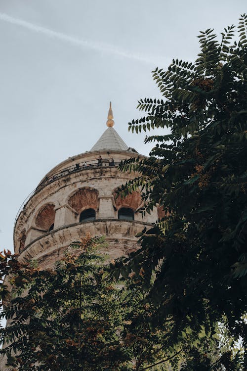 Foto profissional grátis de árvore, copa das árvores, Istambul