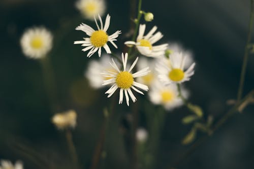 คลังภาพถ่ายฟรี ของ กลีบดอกสีขาว, การเจริญเติบโต, ดอกคาโมไมล์