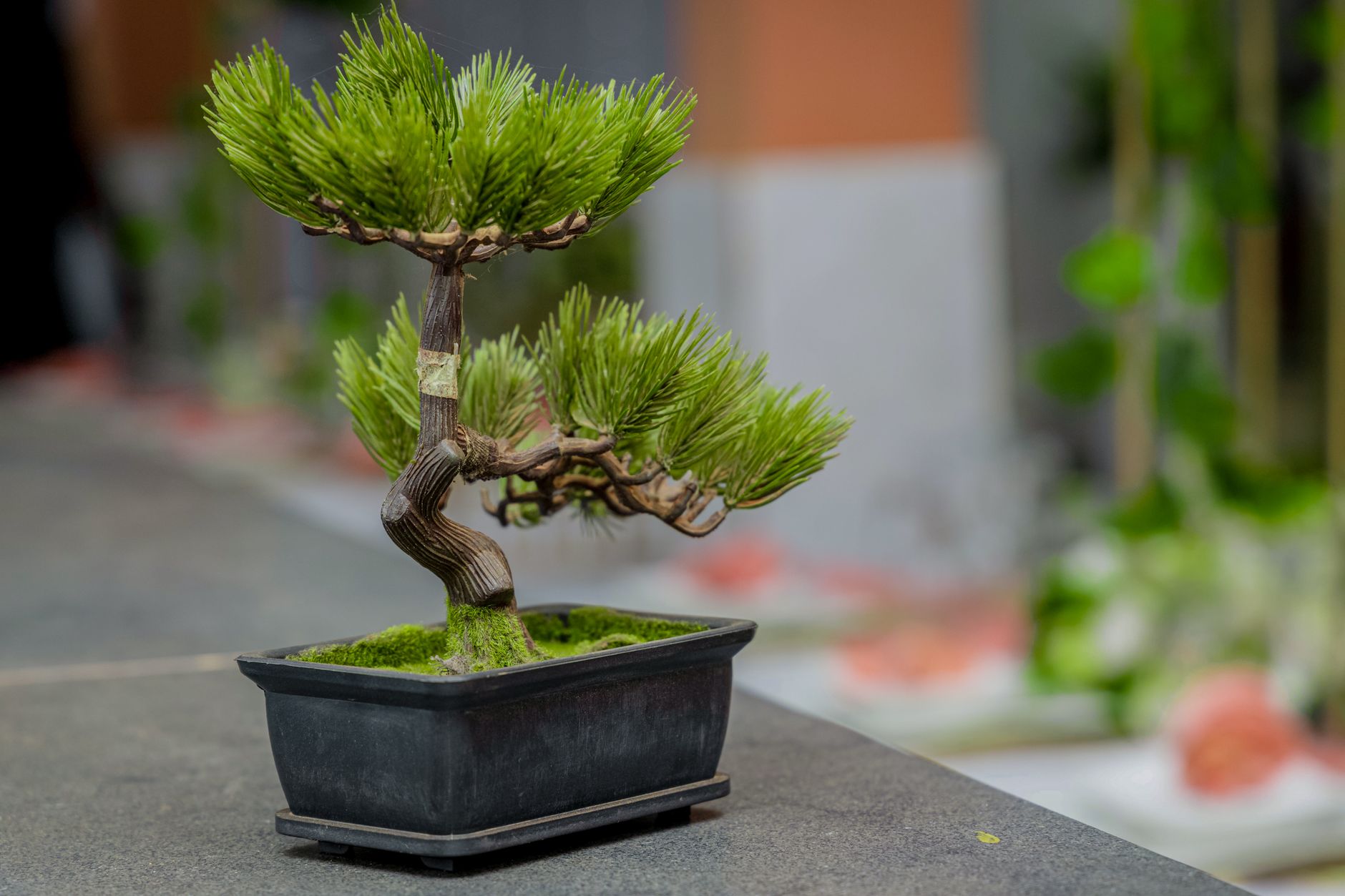 A close-up image of a delicate bonsai tree in a pot, showcasing intricate growth.