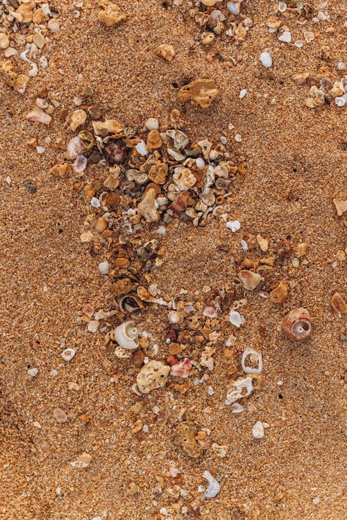 Fotobanka s bezplatnými fotkami na tému morský breh, mušle, piesok
