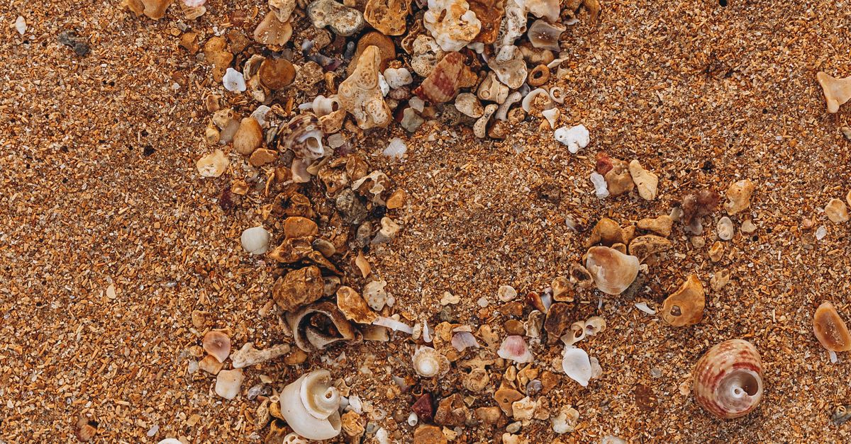 Natural Rocks And Shells Rocks and Shells in Sand on Beach · Free Stock Photo