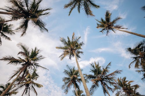 Exotic Palm Trees Seen From Ground