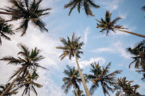 Free Tall palm trees reaching towards the bright blue sky on a sunny day. Stock Photo