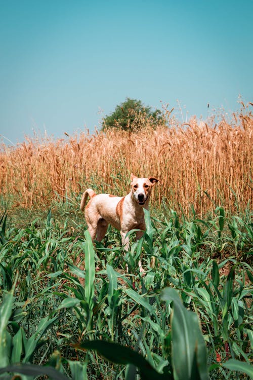 개, 농경지, 농촌의의 무료 스톡 사진