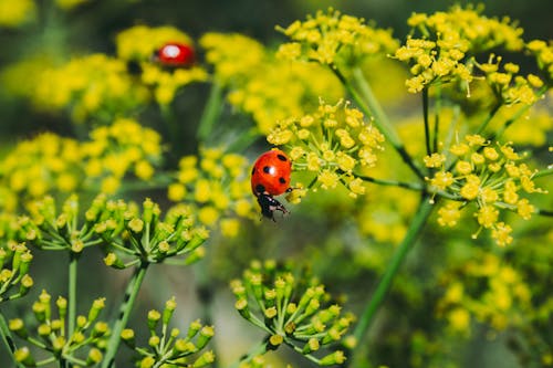 곤충, 노란 꽃, 벌레의 무료 스톡 사진