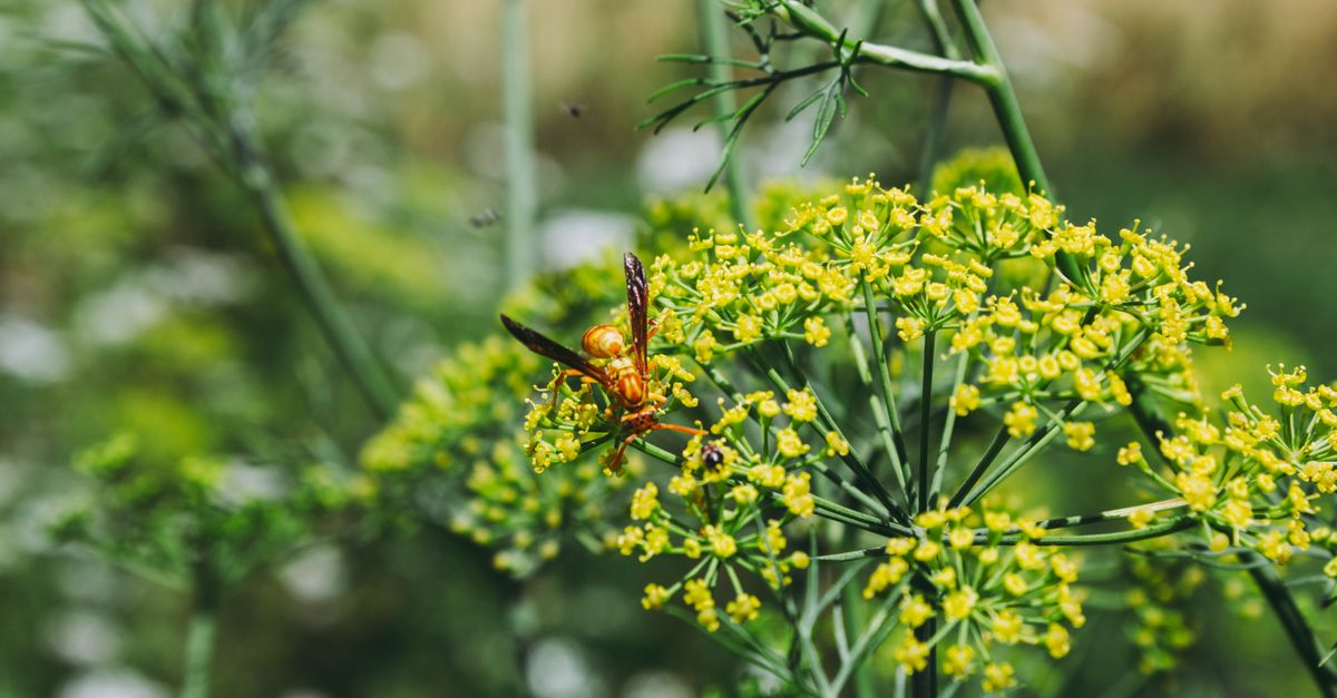 Bright insect perched on fennel flower in a lush garden setting. - Evidence evidence guide for fennel constipation randomized trial