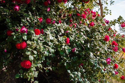 Blooming Red Roses on a Shrub