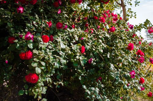 Free A stunning close-up of red roses in full bloom, creating a vibrant garden scene. Stock Photo