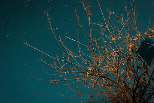 Foto d'estoc gratuïta de arbre, branques, caure