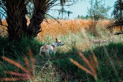 Kostenloses Stock Foto zu außerorts, baum, feld