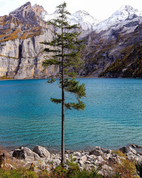 Tree on Lakeside