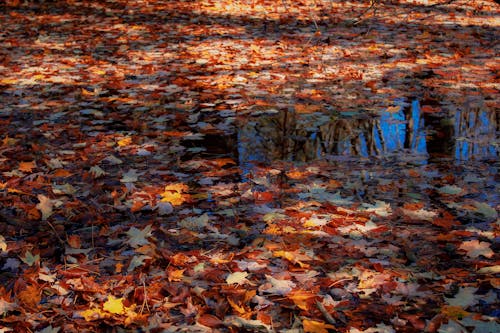 Immagine gratuita di autunno, cadere, colorato