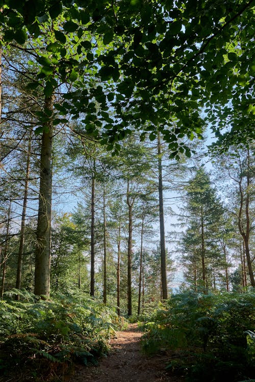 Green Foliage in Woods