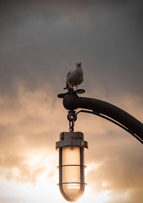 Foto Van Witte Zeemeeuw Neergestreken Op Lantaarnpaal