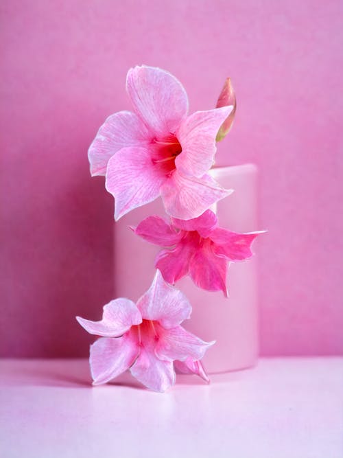 Pink Flowers Petals and Wax Candle