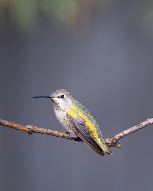 A Hummingbird Perching on a Twig