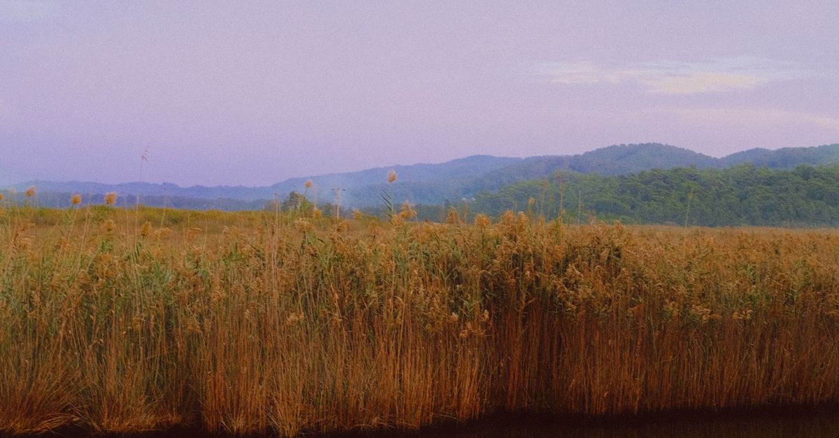 Lake Rushes Lake and Rushes behind · Free Stock Photo