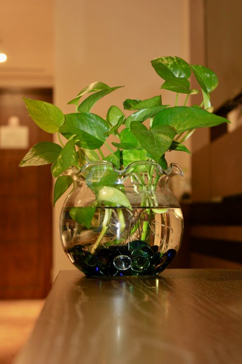  Golden Pothos in a Bowl with Water 
