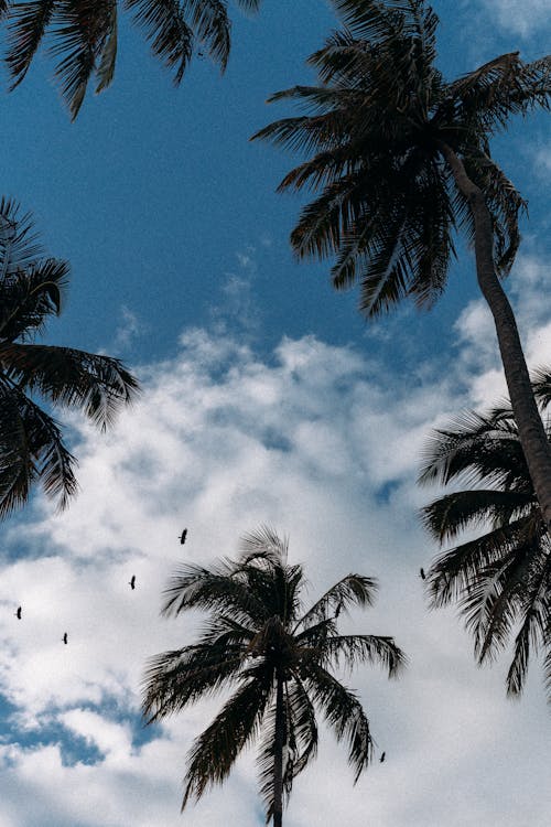 Palm Trees against Fluffy White Clouds