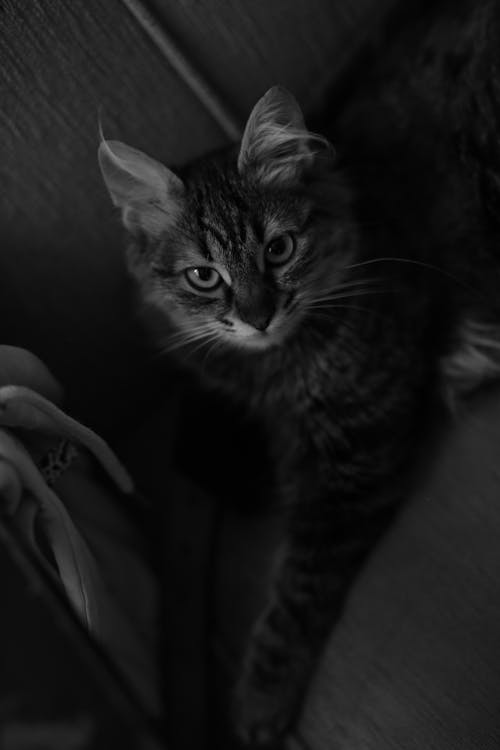 Black and White Photo of a Domestic Cat 