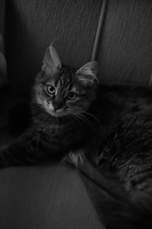 Cat Lying Down in Black and White