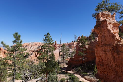 Kostenloses Stock Foto zu bäume, bryce canyon nationalpark, landschaft