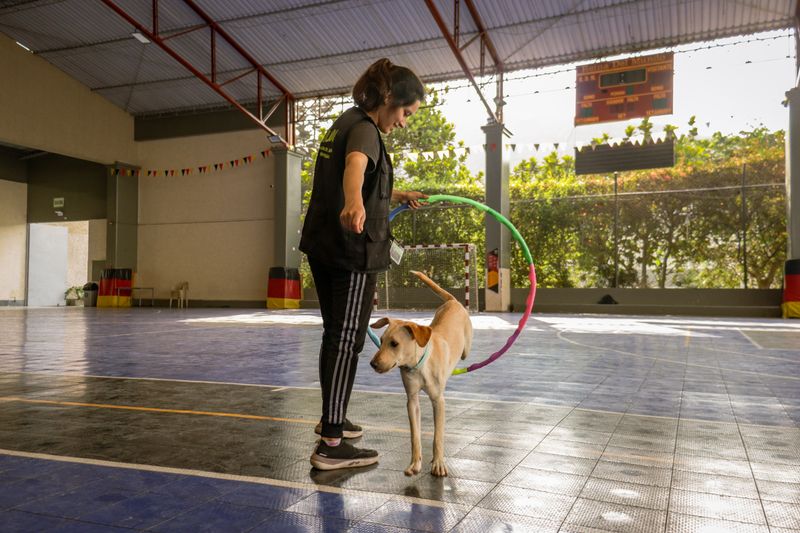 Eğitim seansında köpeğiyle çalışan bir kadın