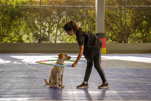 Trainer teaching a dog an agility exercise