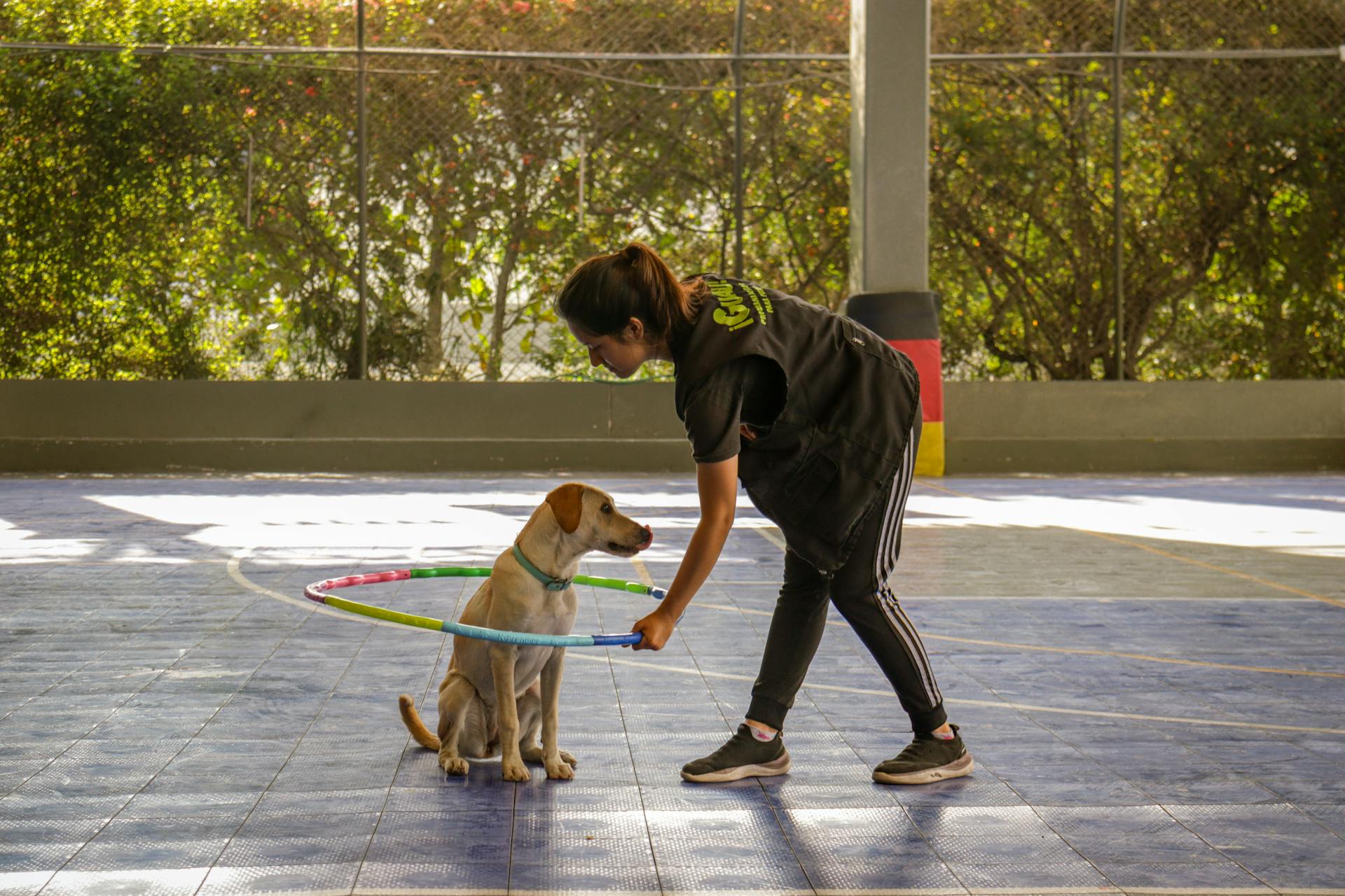 Entraîneur tenant l'anneau au-dessus du chien