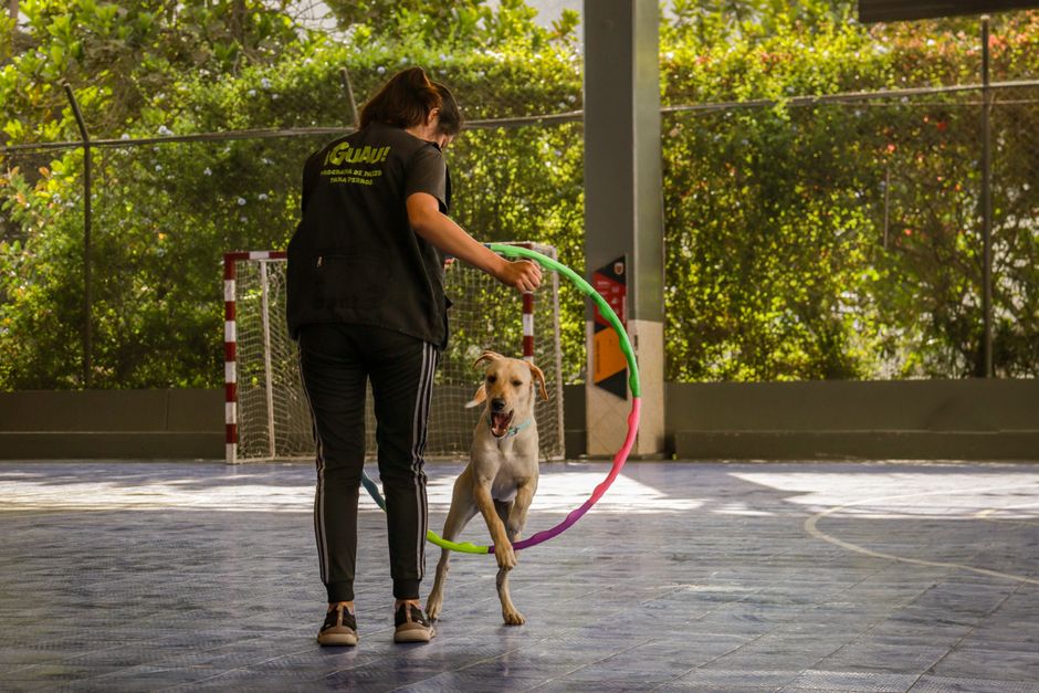 Guía práctica de mordedura serpiente perros que hacer para dueños responsables - 4 Guía práctica de mordedura serpiente perros que hacer para dueños responsables - 4