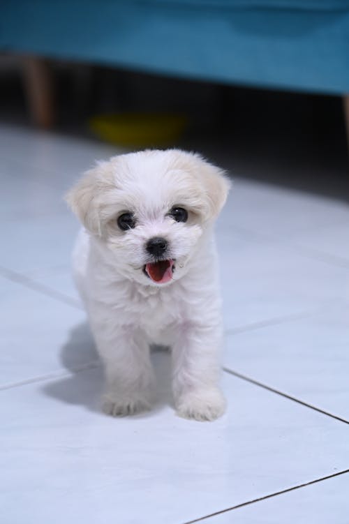 Immagine gratuita di amanti dei cani, bali, cagnolino