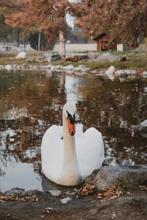 Free Elegant swan gliding in a tranquil autumn pond surrounded by trees and natural beauty. Stock Photo