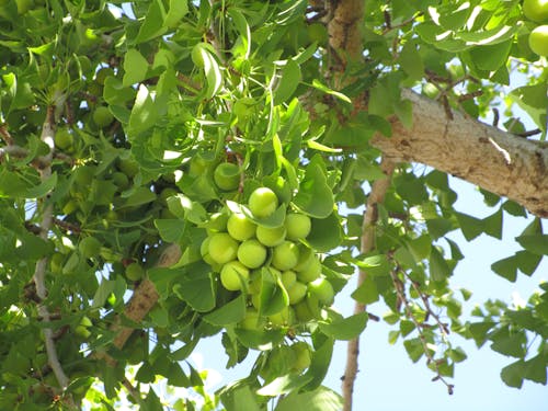 Free stock photo of ginkgo biloba green tree fruit branch