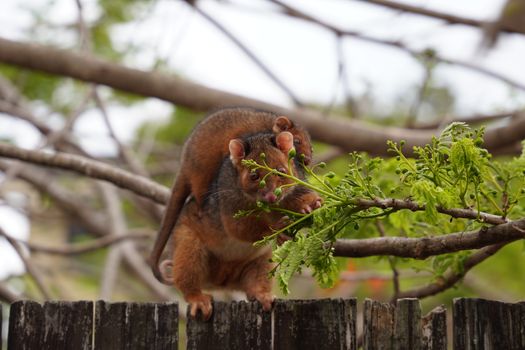 Close-up of Possums on the Fence 