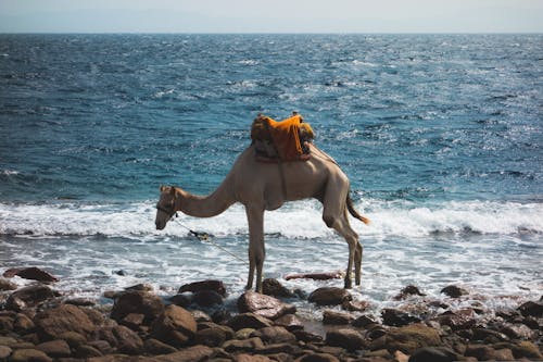 çiftlik hayvanları, deniz, deve içeren Ücretsiz stok fotoğraf