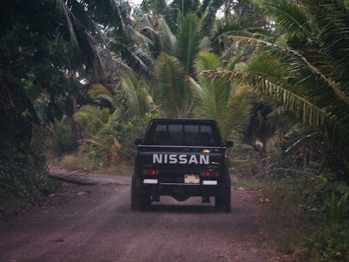 Free stock photo of 4x4, nissan, palmtree
