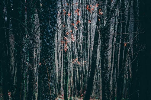 Free stock photo of dark, forest