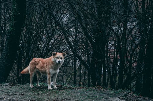 Free stock photo of dark, dog, forest