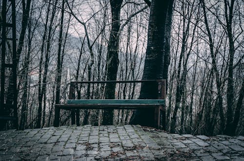 Free stock photo of bench, dark, forest