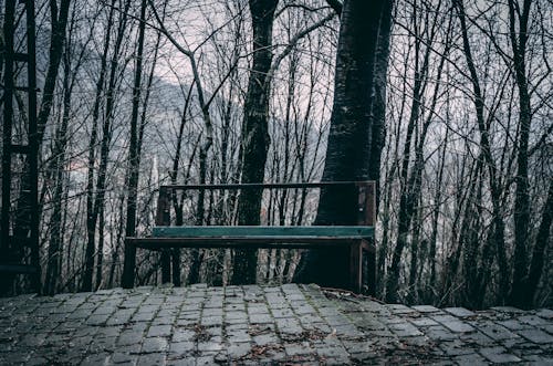 Foto d'estoc gratuïta de banc, bosc, costat de la carretera