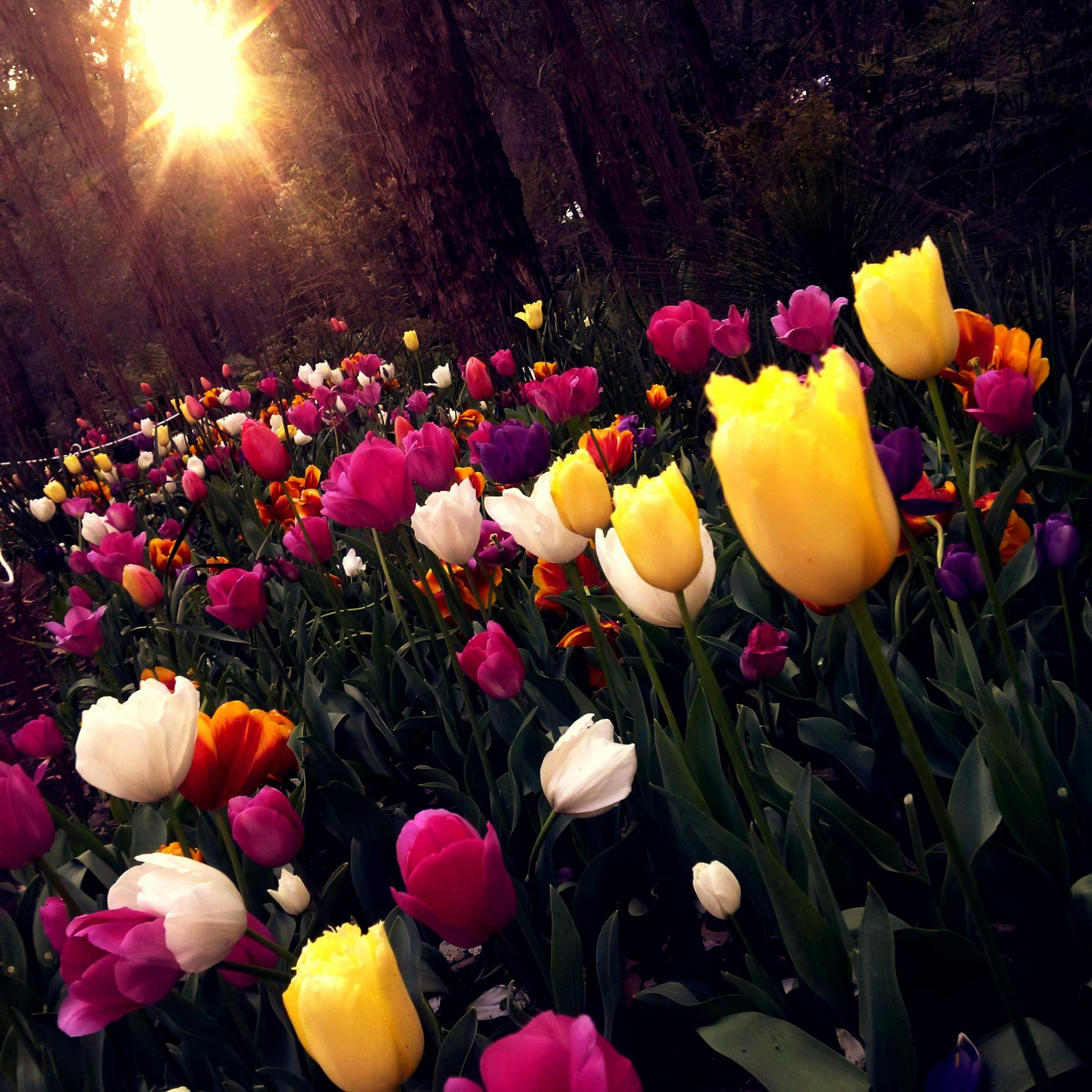 Yellow and White Tulips Field