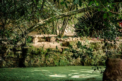 View of a Bench by a Pond in a Park 