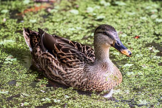 A detailed view of a duck swimming through a green pond, surrounded by aquatic plants.
